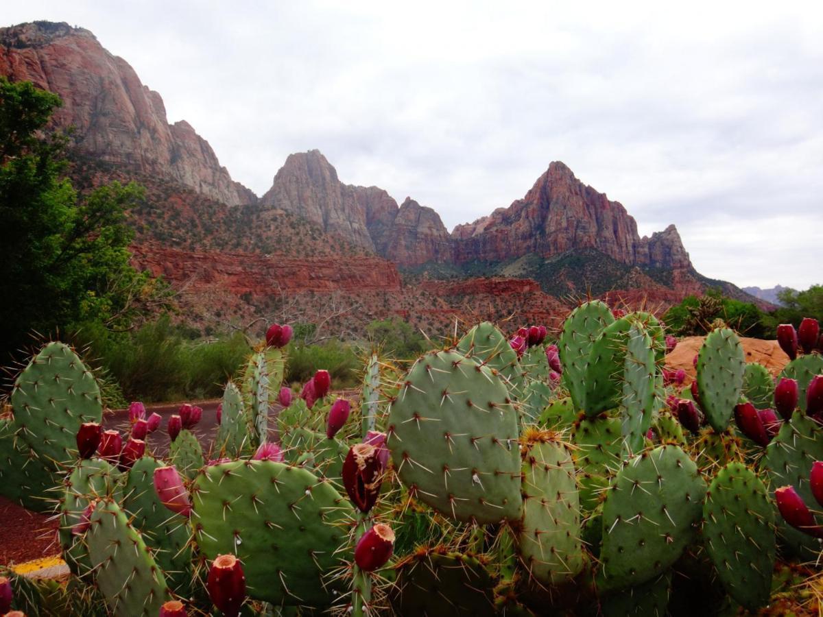 Summers Love Near Zion Np Washington Exteriör bild
